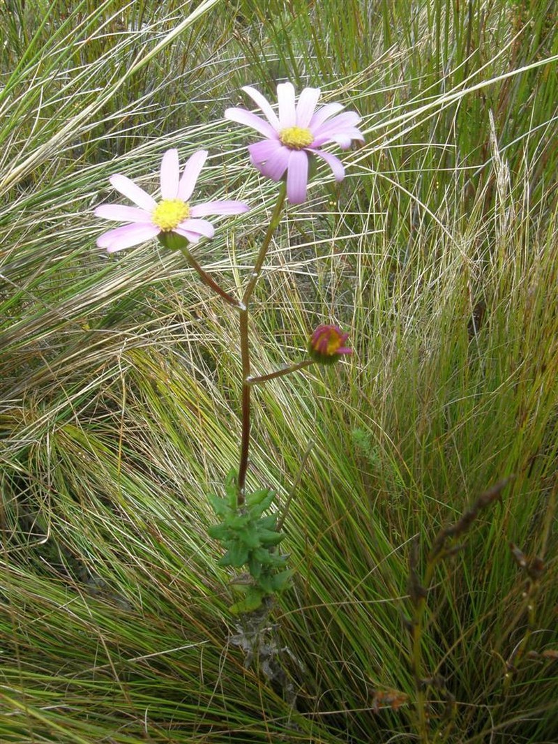 Senecio coleophyllus photo 5