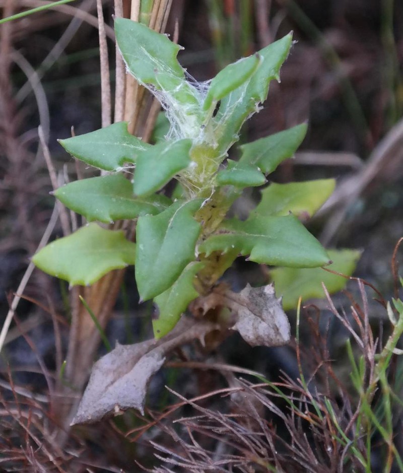 Senecio coleophyllus photo 6
