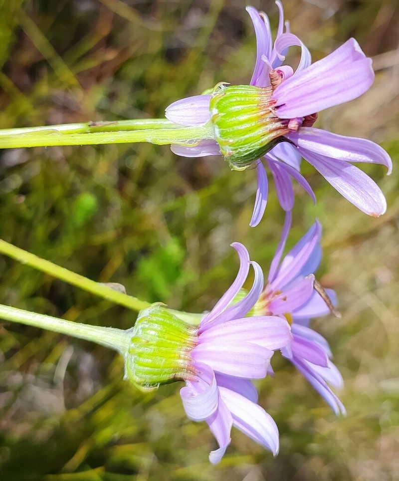 Senecio coleophyllus photo 8