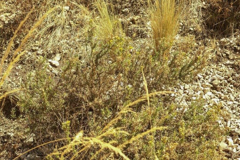 Senecio collinus