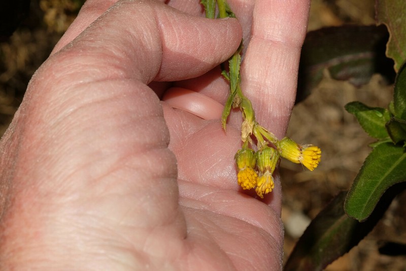 Senecio collinus photo 2
