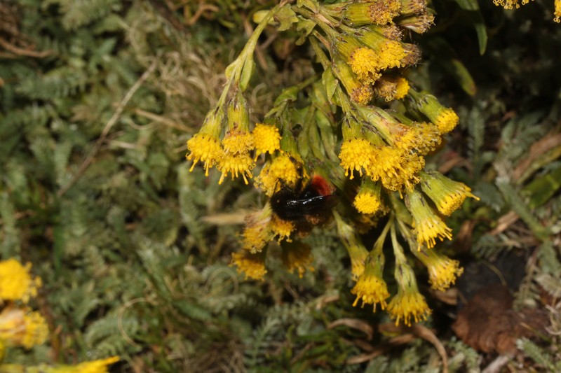 Senecio collinus photo 3