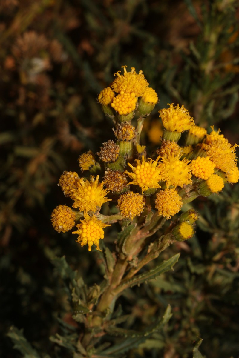 Senecio collinus photo 4