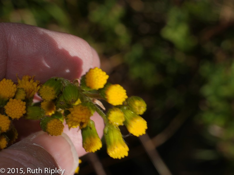 Senecio collinus photo 5