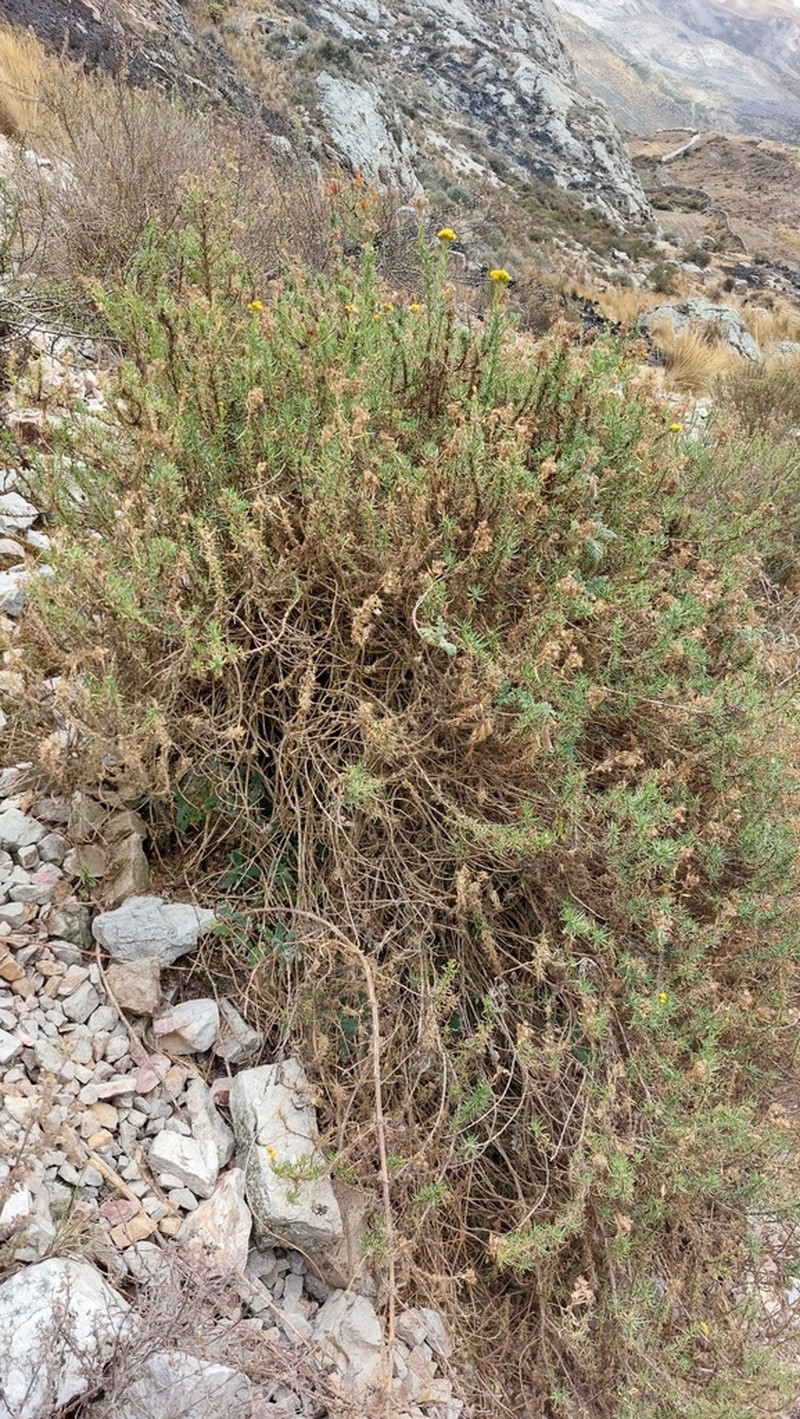 Senecio collinus photo 6