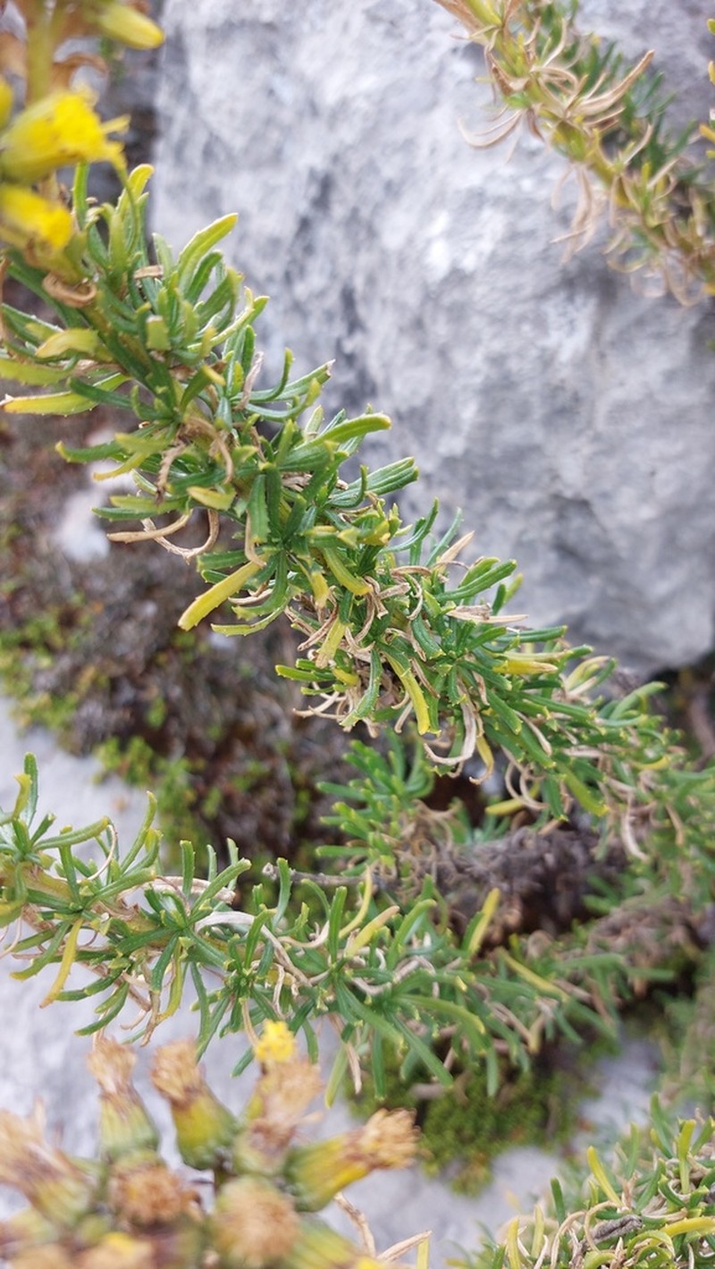 Senecio collinus photo 7