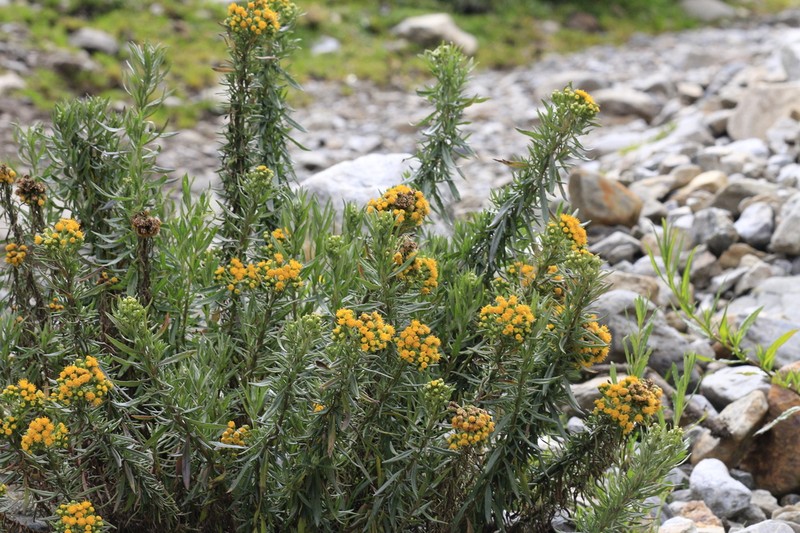 Senecio collinus photo 8