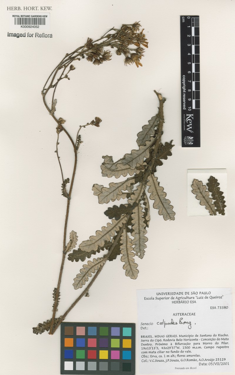 Senecio colpodes