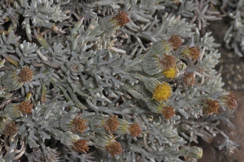 Senecio colu-huapiensis