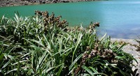 Senecio comosus