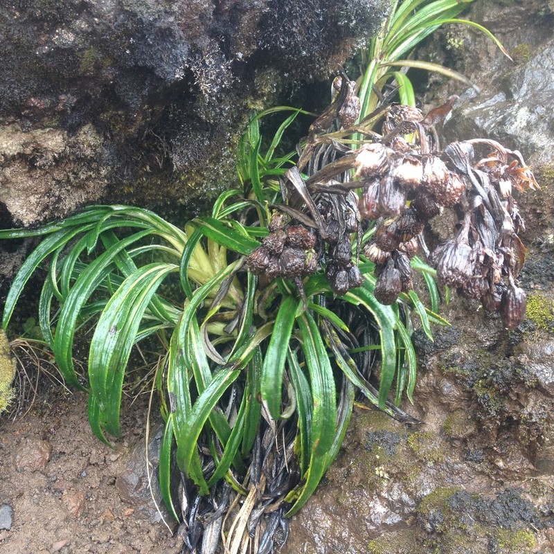 Senecio comosus photo 2