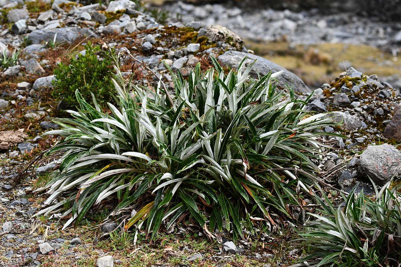 Senecio comosus photo 3