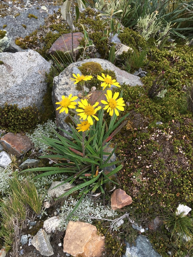 Senecio comosus photo 4