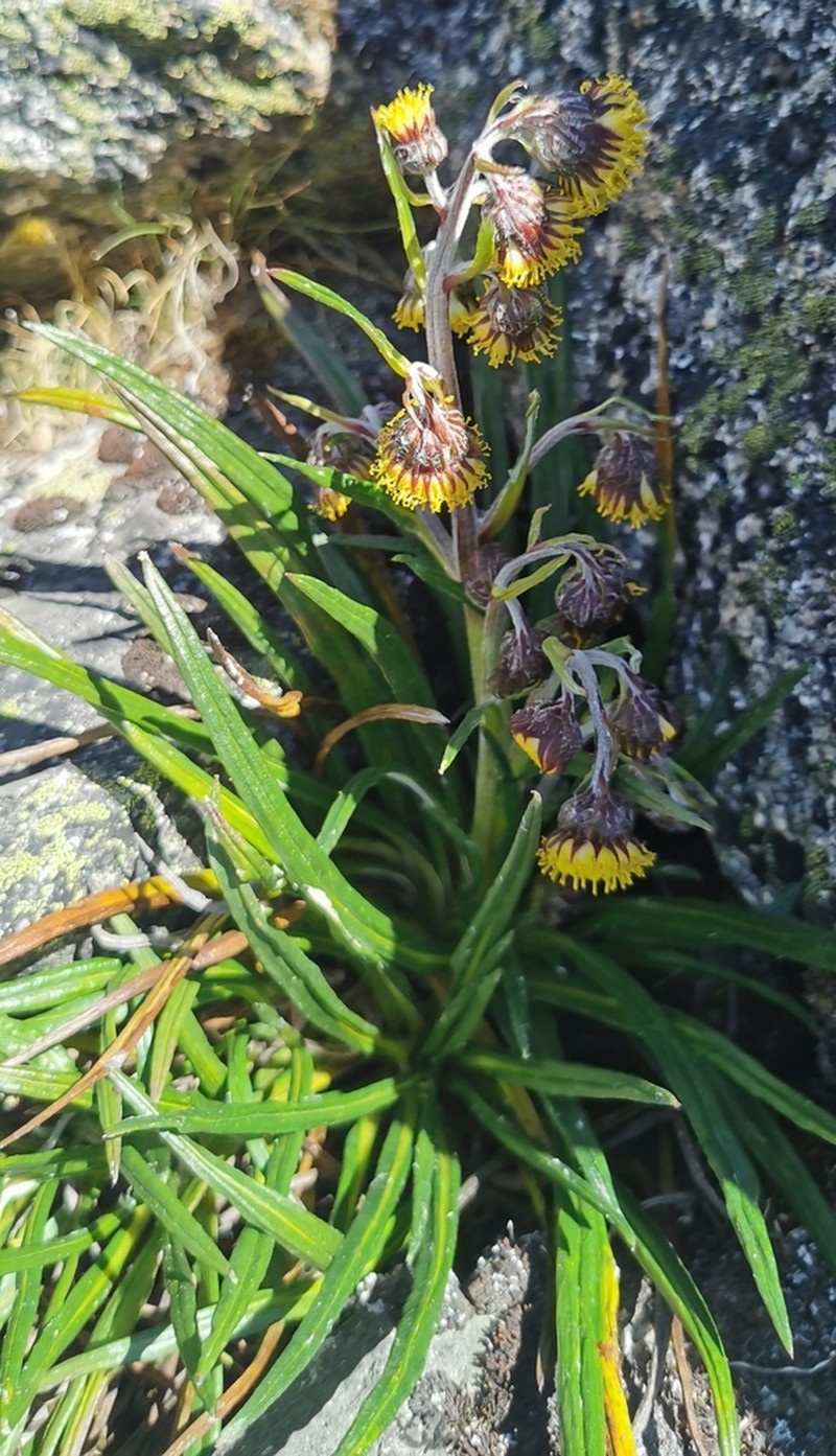 Senecio comosus photo 5