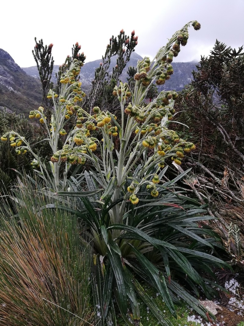 Senecio comosus photo 6