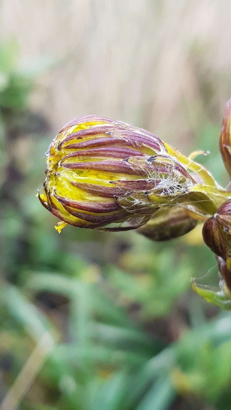 Senecio comosus photo 7
