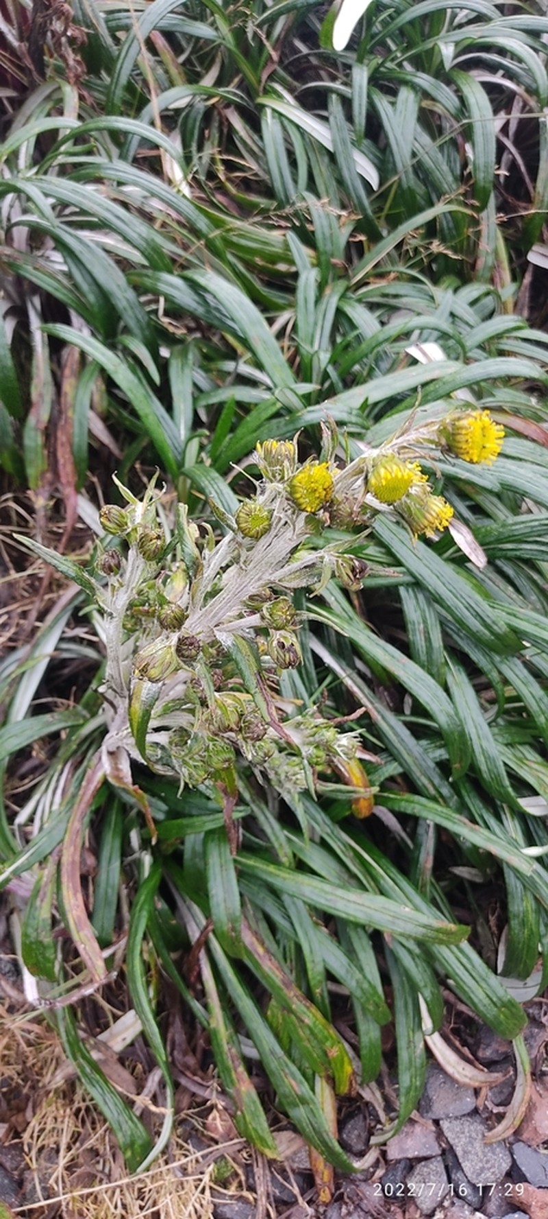 Senecio comosus photo 8