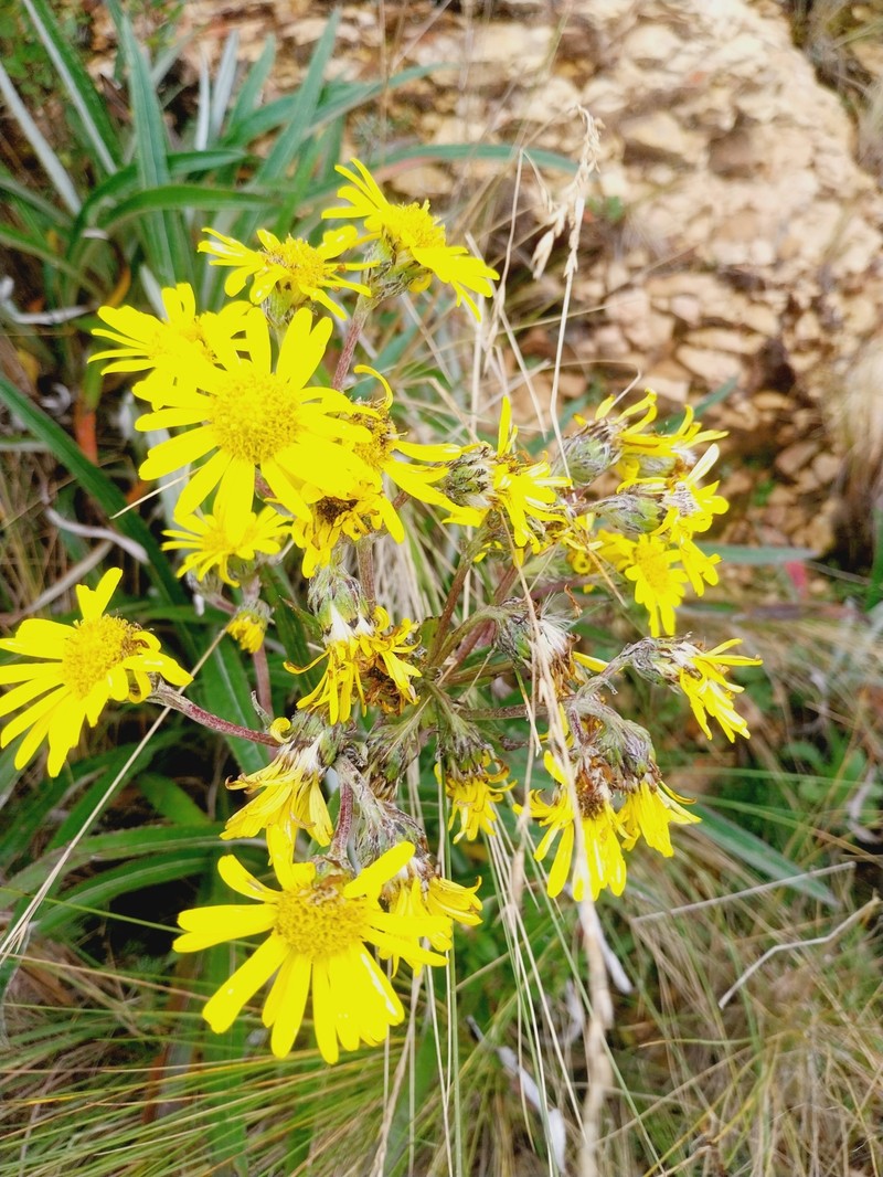 Senecio comosus var. comosus