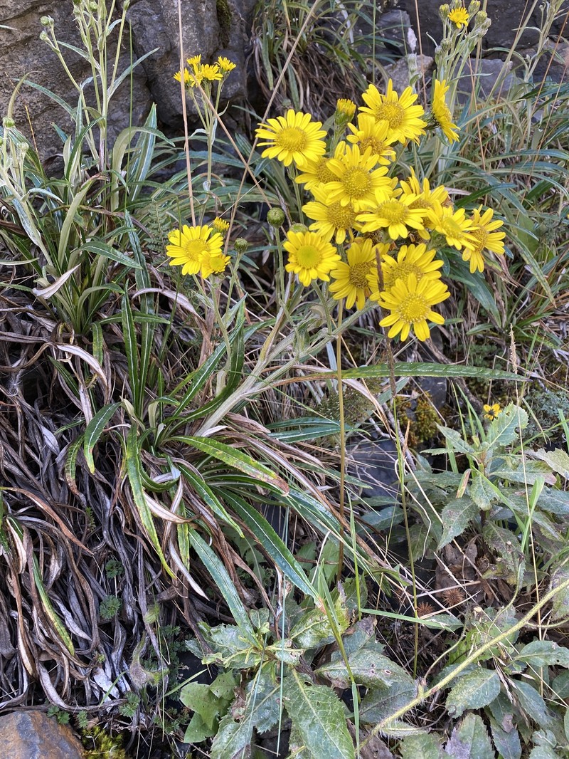 Senecio comosus var. comosus photo 2