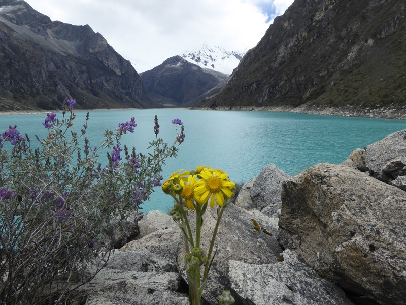 Senecio comosus var. comosus photo 3