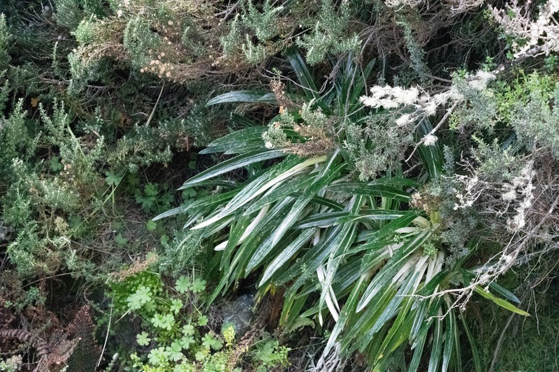 Senecio comosus var. culcitioides
