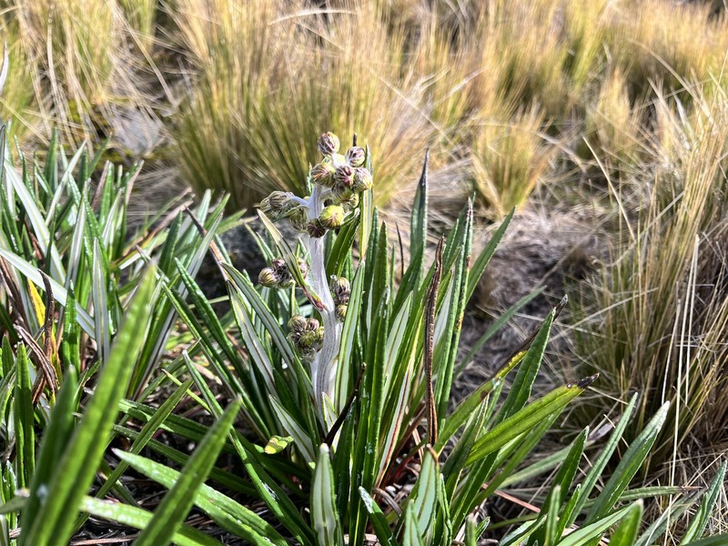 Senecio comosus var. culcitioides photo 2
