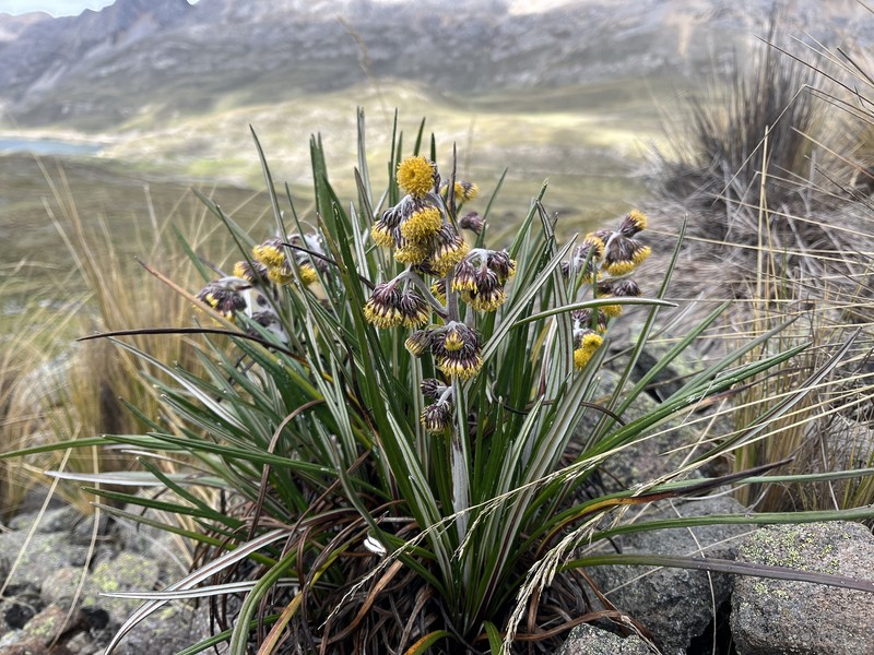 Senecio comosus var. culcitioides photo 3
