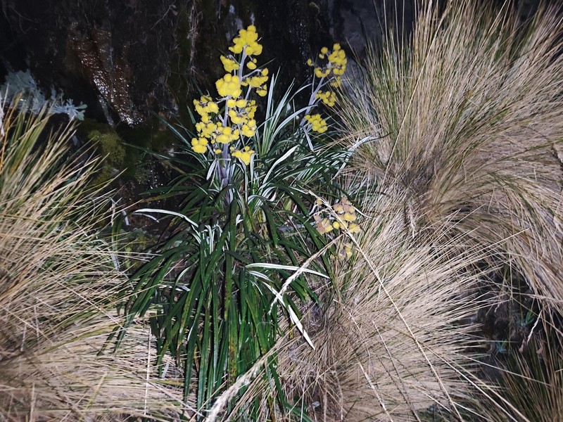 Senecio comosus var. culcitioides photo 4