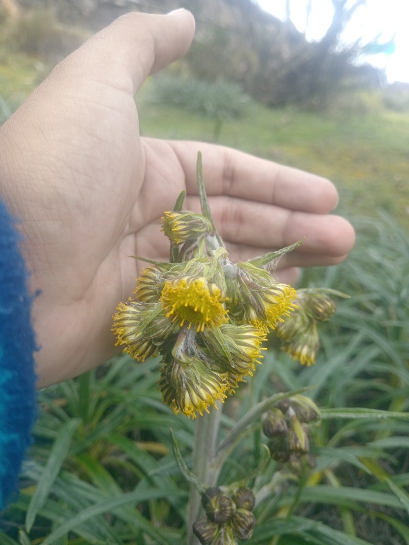 Senecio comosus var. culcitioides photo 5