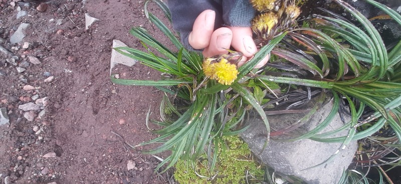 Senecio comosus var. culcitioides photo 6