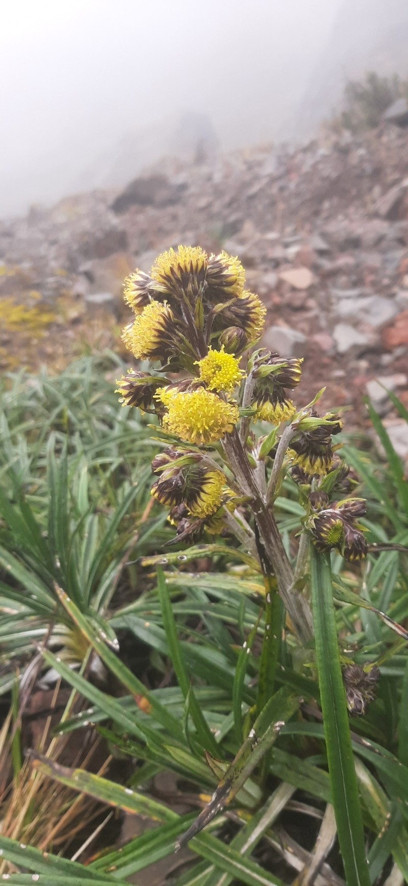 Senecio comosus var. culcitioides photo 7