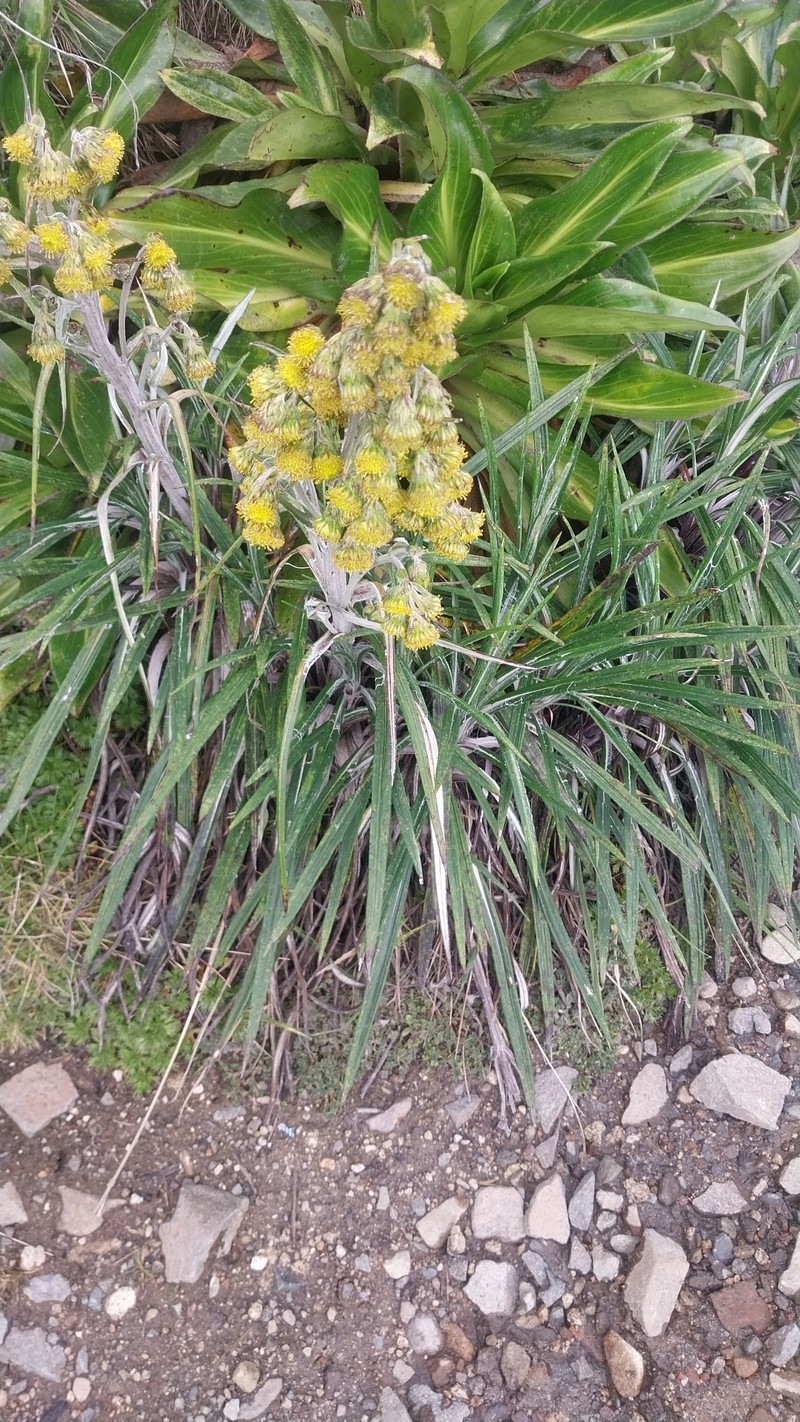 Senecio comosus var. culcitioides photo 8