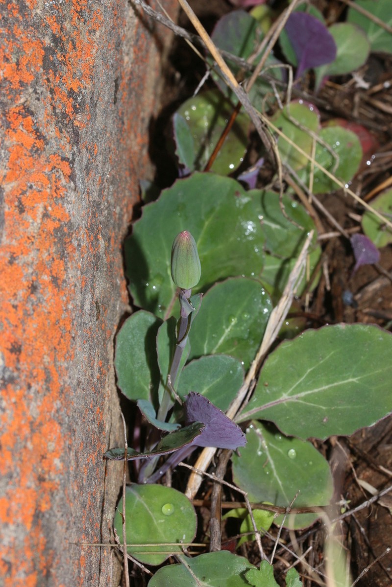 Senecio comptonii