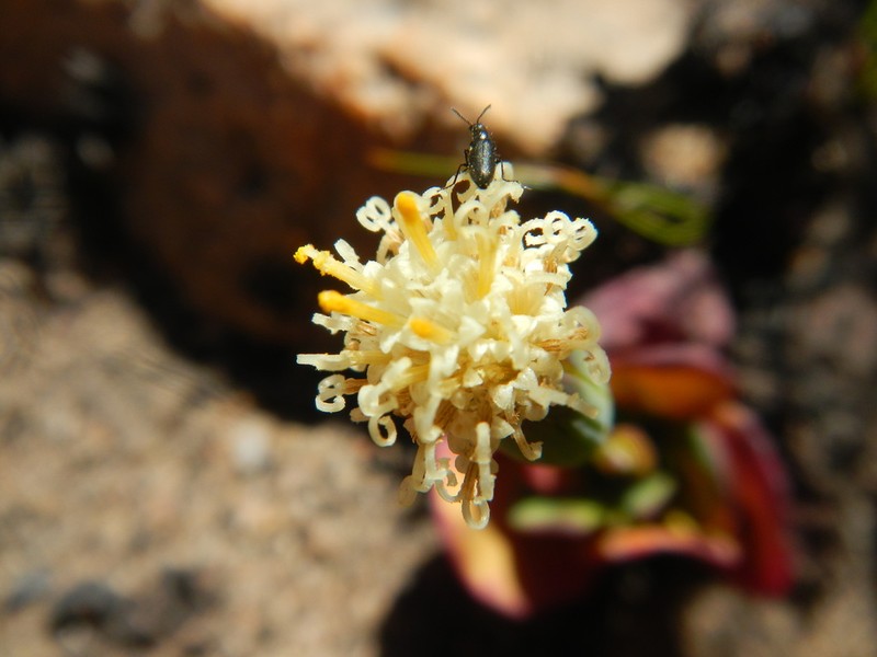 Senecio comptonii photo 2