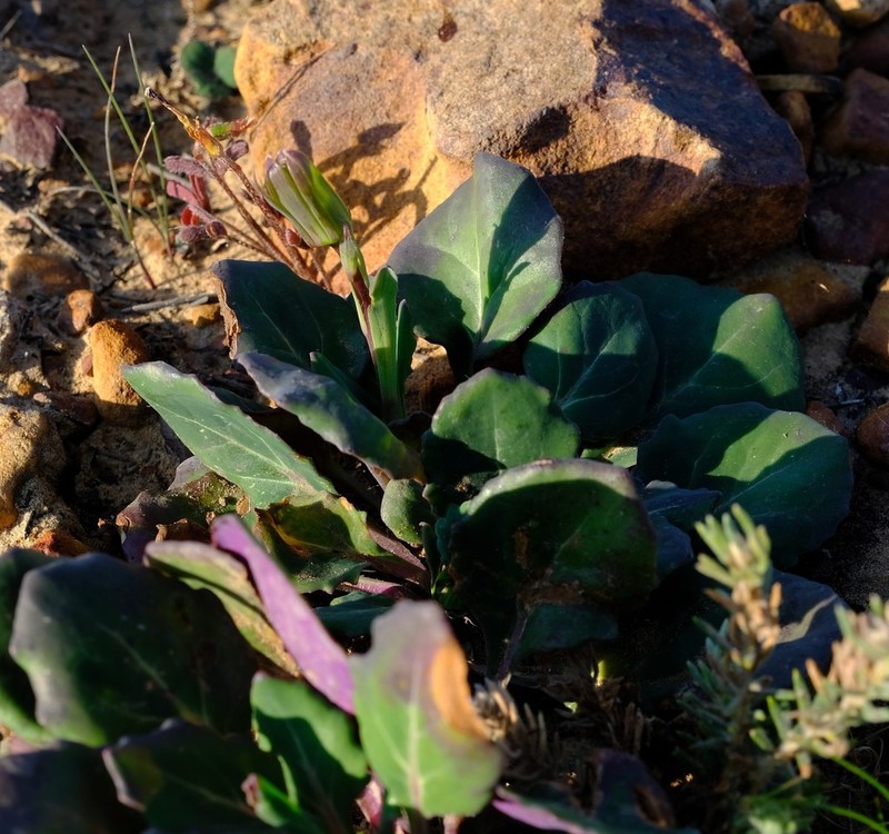 Senecio comptonii photo 4