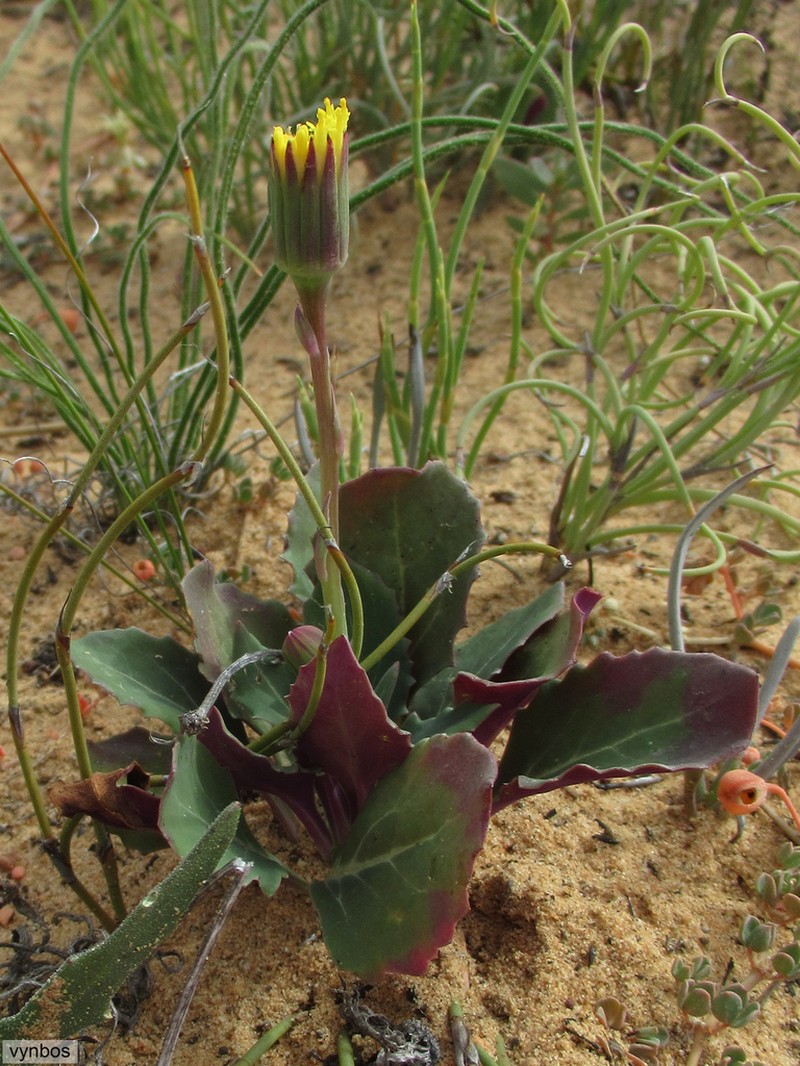 Senecio comptonii photo 5