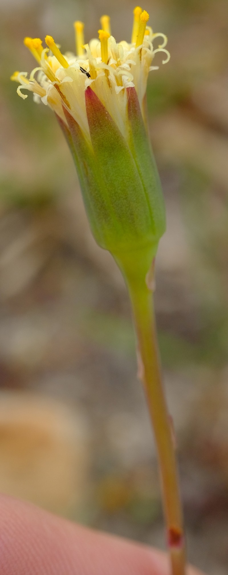 Senecio comptonii photo 7