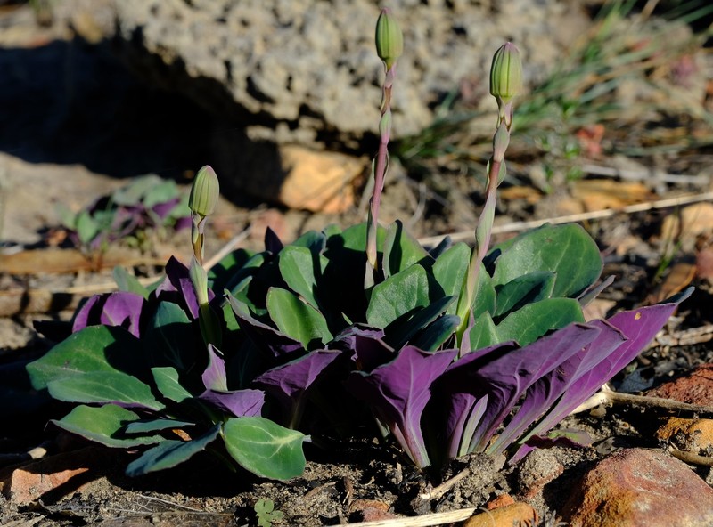 Senecio comptonii photo 8