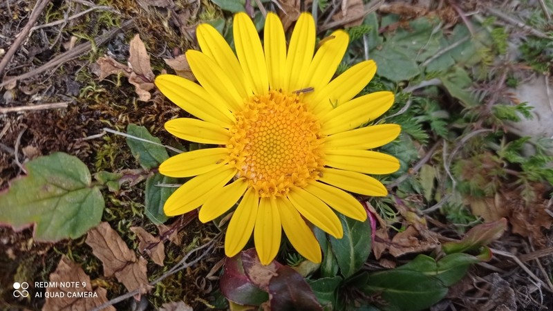 Senecio condimentarius