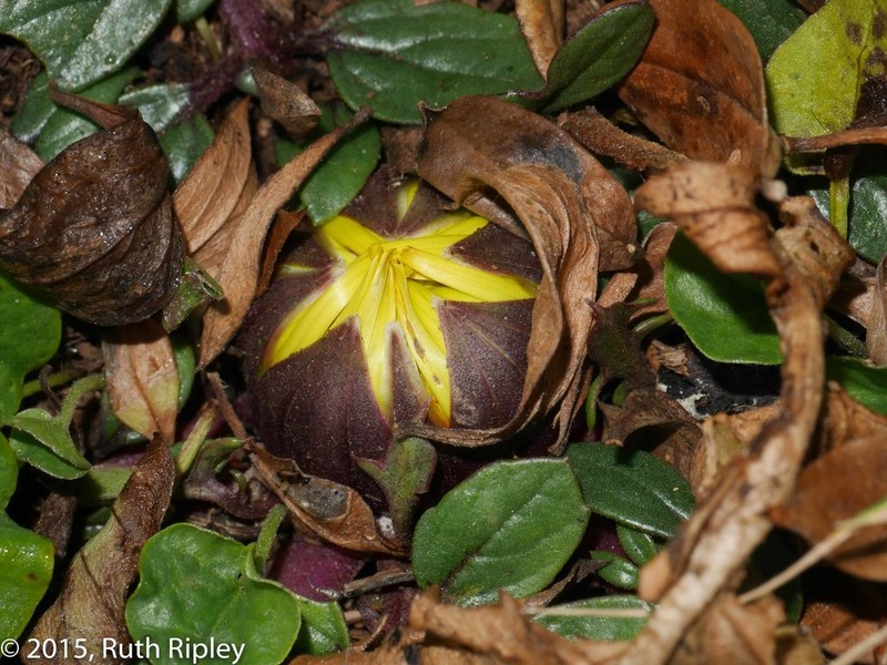 Senecio condimentarius photo 2