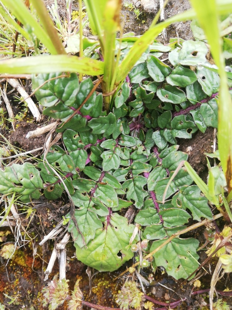 Senecio condimentarius photo 3