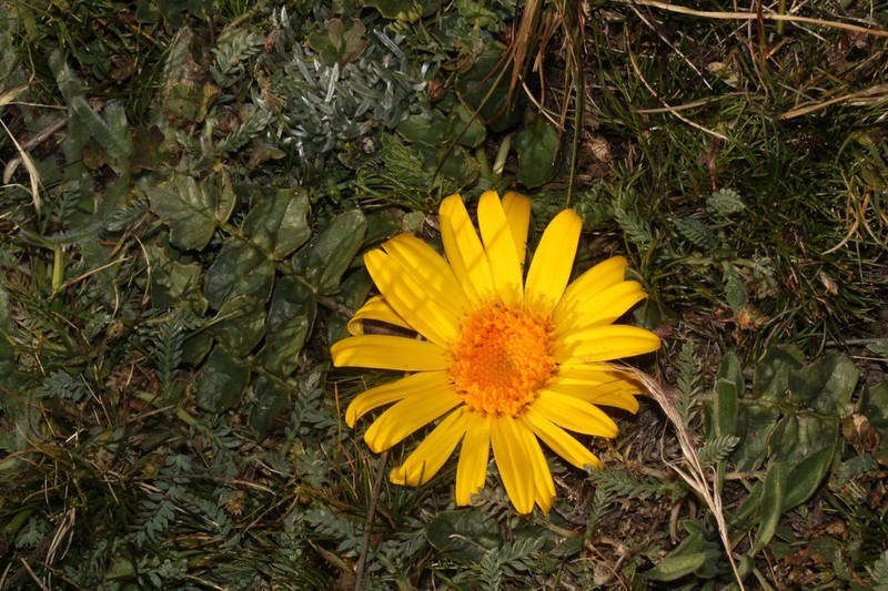 Senecio condimentarius photo 4