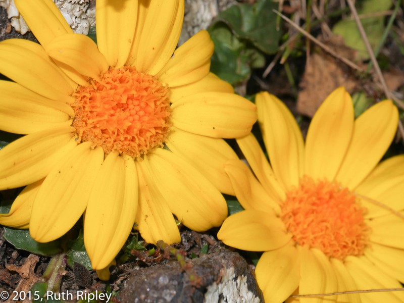 Senecio condimentarius photo 5
