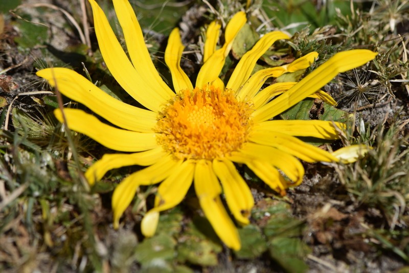 Senecio condimentarius photo 6