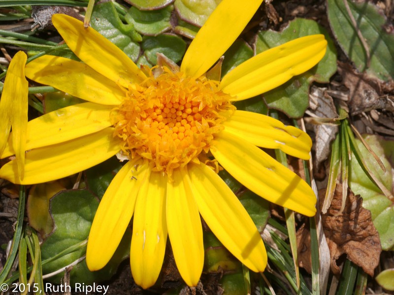 Senecio condimentarius photo 7