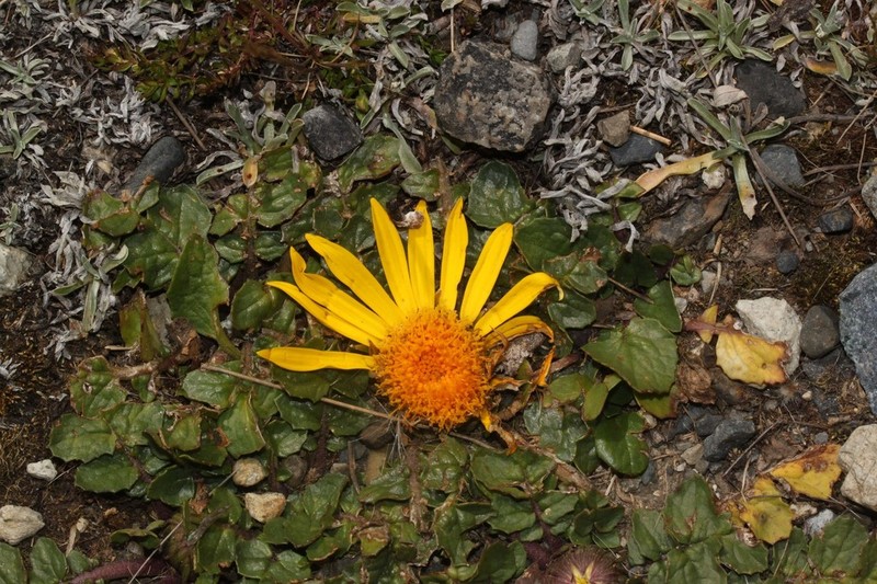 Senecio condimentarius photo 8