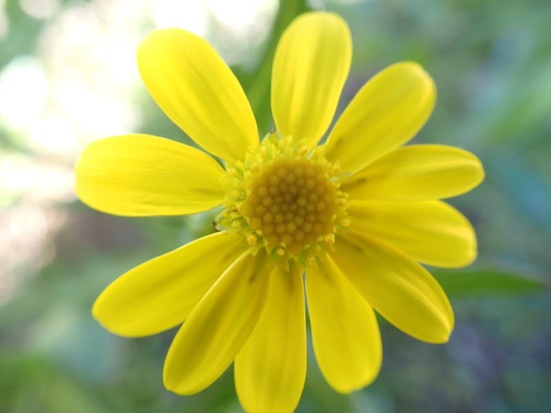 Senecio condylus