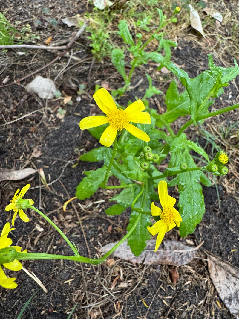 Senecio condylus photo 2