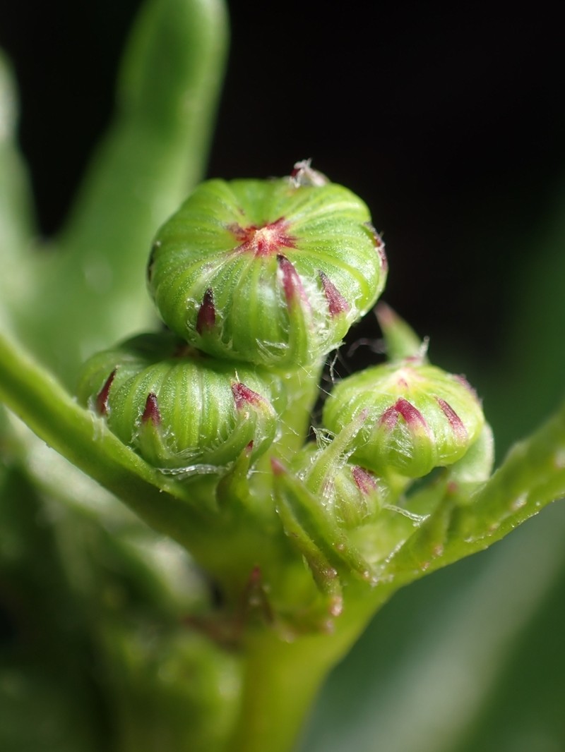 Senecio condylus photo 3