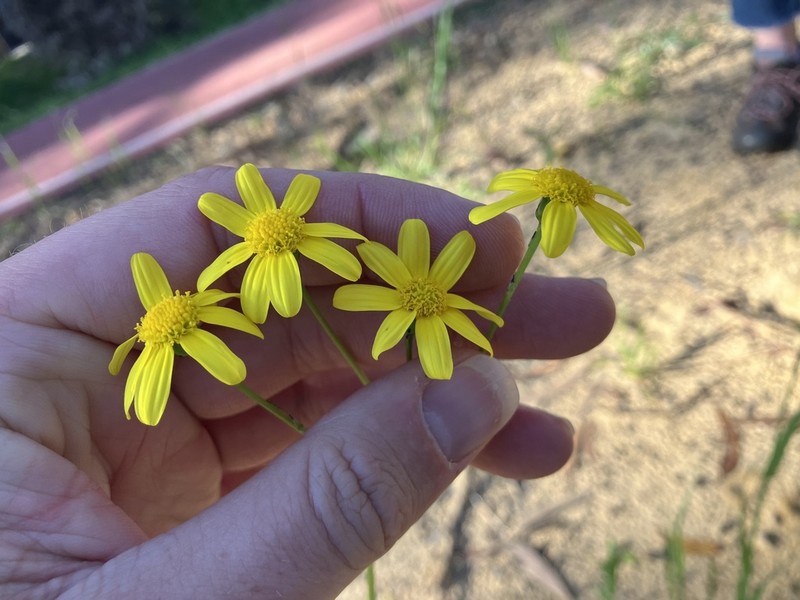 Senecio condylus photo 4